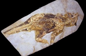 psittacosaurus-fossil