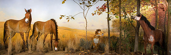 The Horse 5 02 evo diorama 560