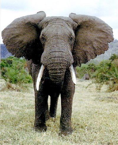Pikaia – Il primo elefante