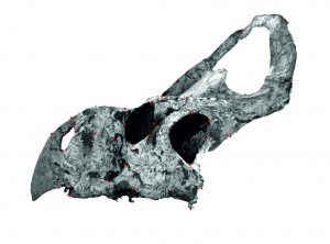 Esemplare di Protoceratops andrewsi conservato al Museo di Scienze Naturali di New York, American Museum of Natural History, il suo codice identificativo è AMNH 6425. In rosso sono indicati i landmark, in azzurro i semi-landmark