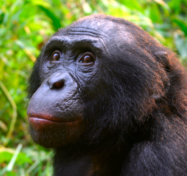 Male Bonobo Lola ya Bonobo 2008 cropped