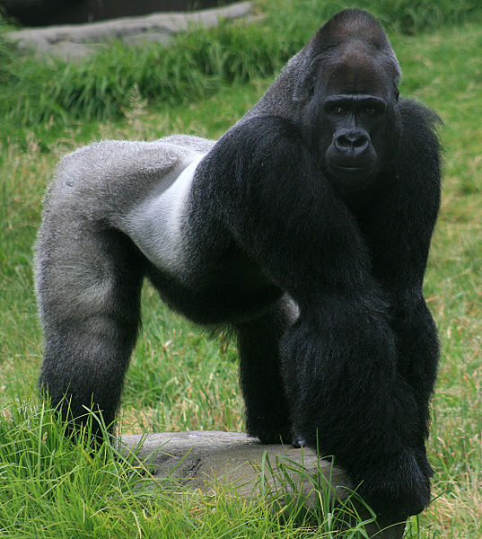 gorilla_ separazione uomo e gorilla
