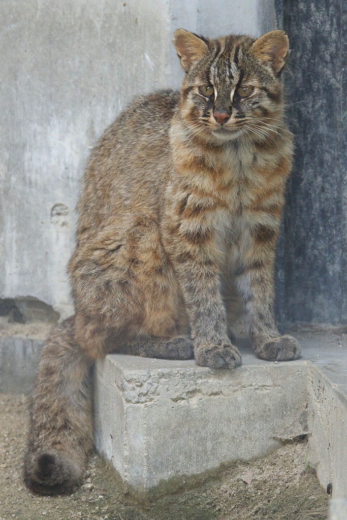 I gatti sono stati addomesticati in Cina 