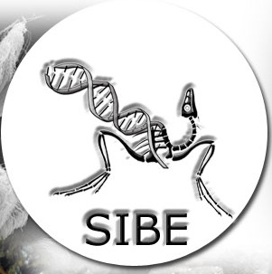 Sibe1