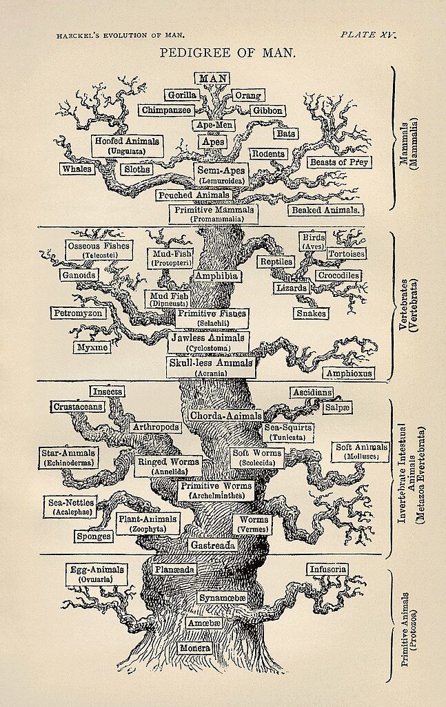 storia-evoluzionismo-Haeckel