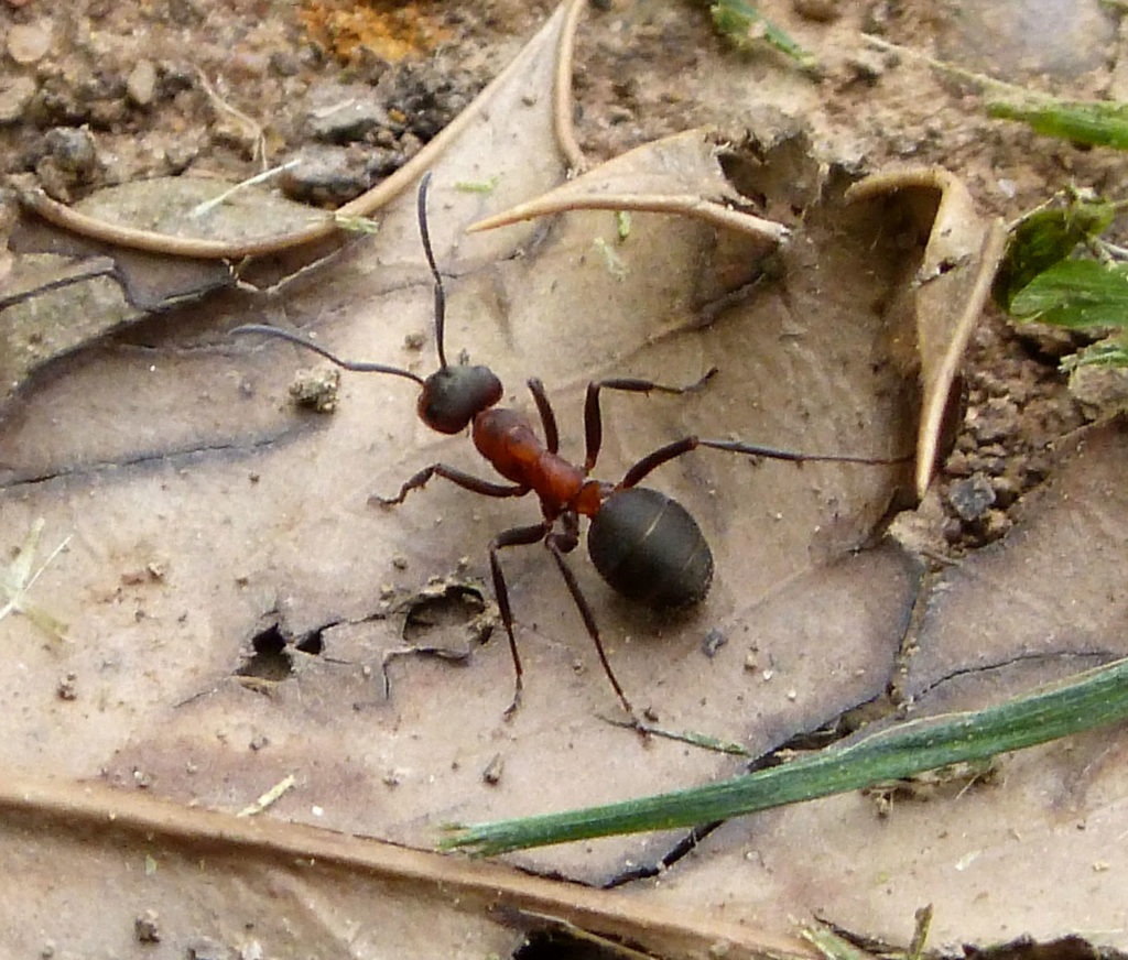 Wood Ant . Formica rufa Flickr gailhampshire