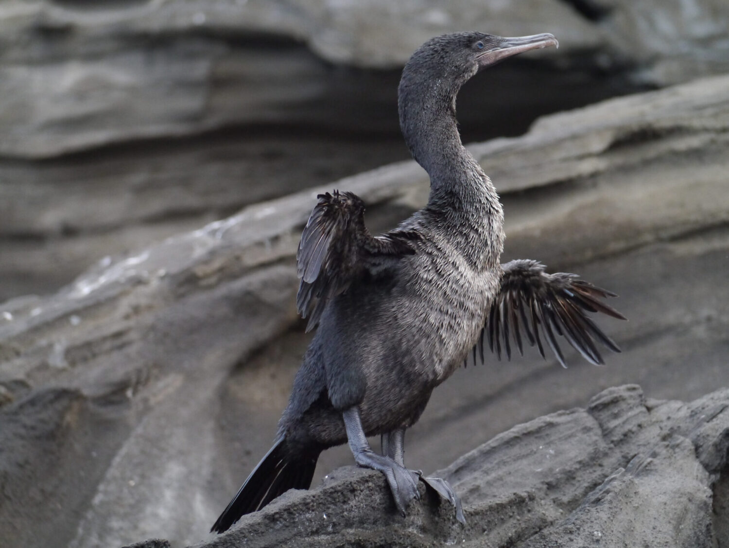 cormorano delle Galapagos