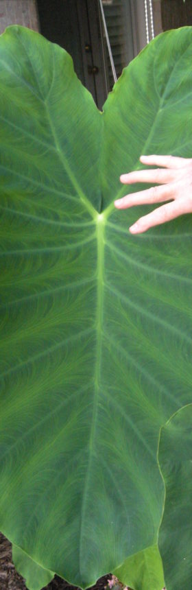 Colocasia esculenta leaf size