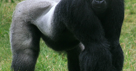 537px Male gorilla in SF zoo