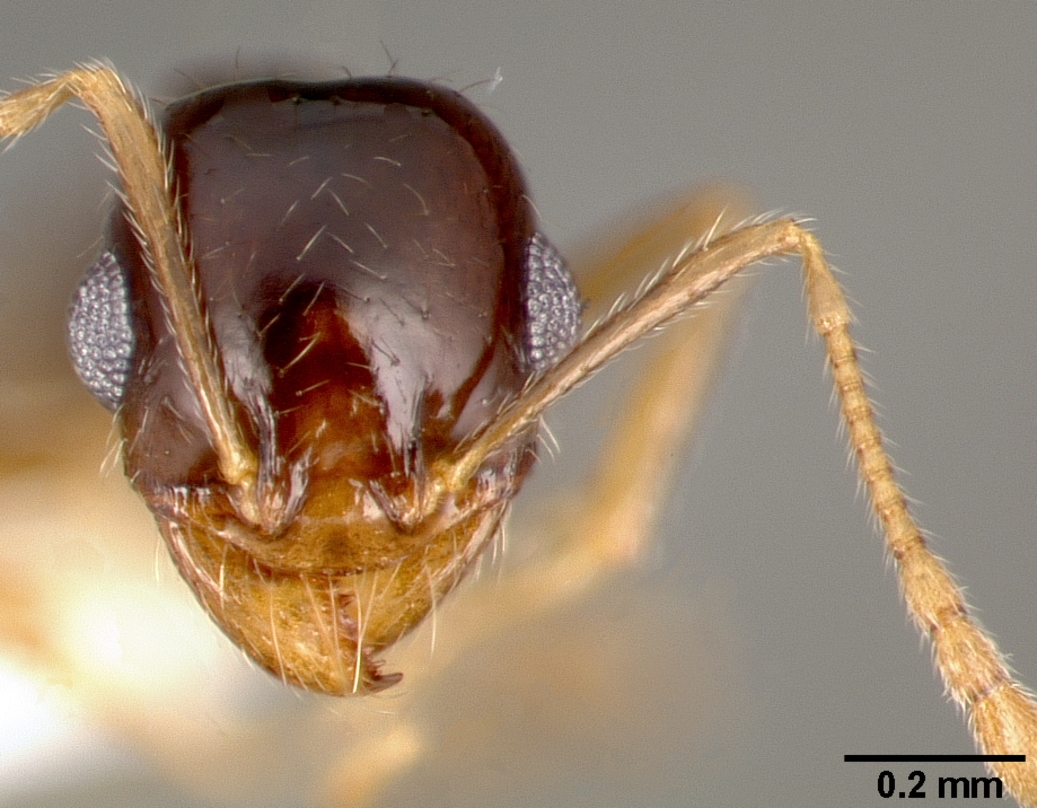caste formiche pheidole