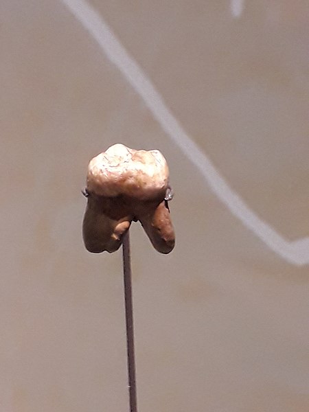 450px Moulage de dent dun homme de Denisova dent prehistorique