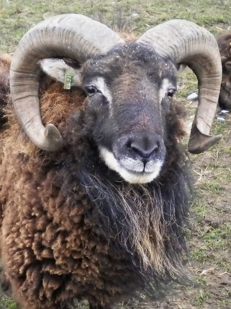 800px Horned Soay ram close up