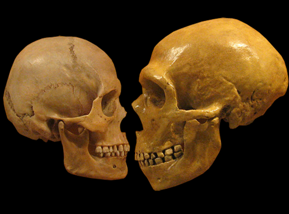 ibridazione neanderthal
