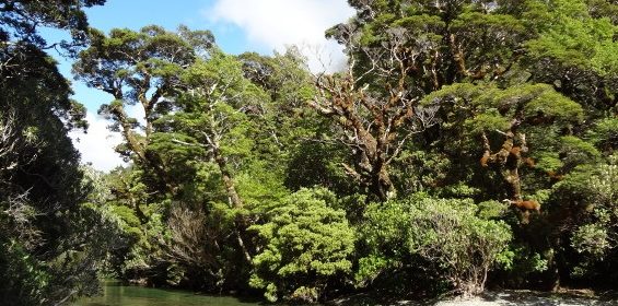 New Zealand temperate rain forests 1