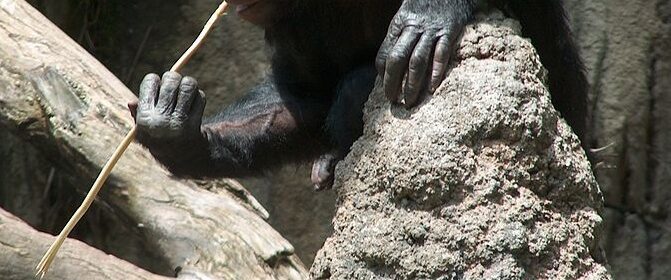 A Bonobo at the San Diego Zoo fishing for termites