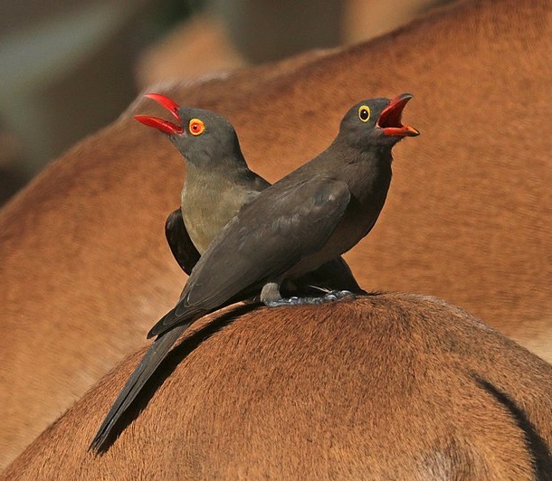 800px Red billed oxpeckers Buphagus africanus adult L sub adult R on impala