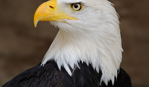 479px Bald Eagle Portrait