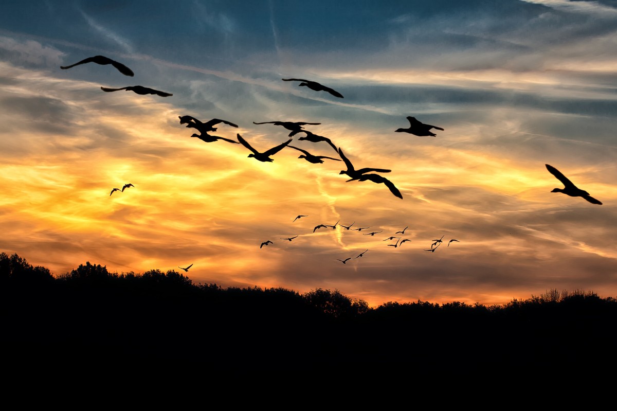 geese sunset bright swarm wild geese sky migratory birds fly 757900