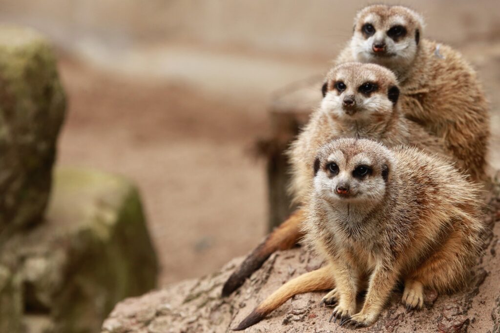 Animali e incesto: un tabù che non è poi così tabù – Pikaia