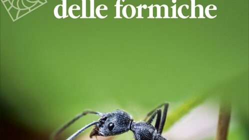 storie dal mondo delle formiche 3531