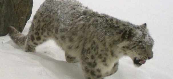 cashmere leopardi