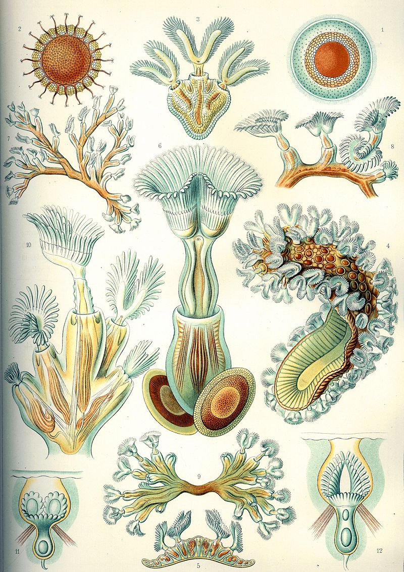 800px Haeckel Bryozoa