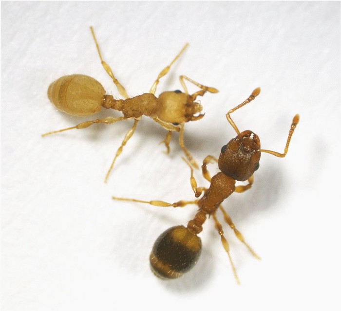 formiche parassiti