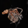 La manovra a catapulta che salva i ragni maschi dal cannibalismo sessuale