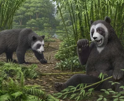 L’evoluzione del falso “pollice” del panda gigante
