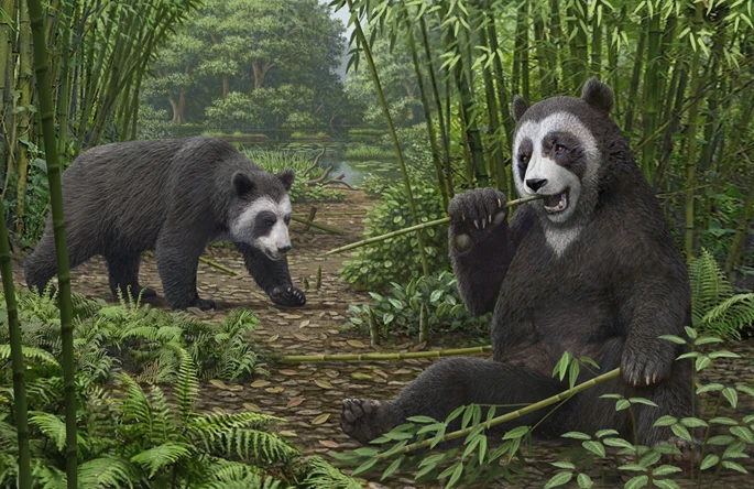 antenato panda gigante Ailurarctos