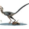 Daurlong wangi, un dromaeosauride con la traccia dell’intestino!