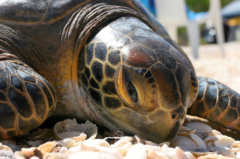 An endangered green sea turtle in Bahia Magdalena Baja California. 30567232200