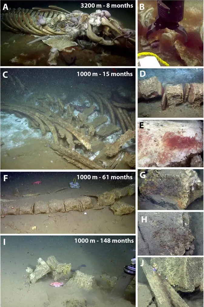 Osedax