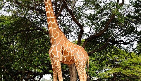 giraffa caratteri acquisiti