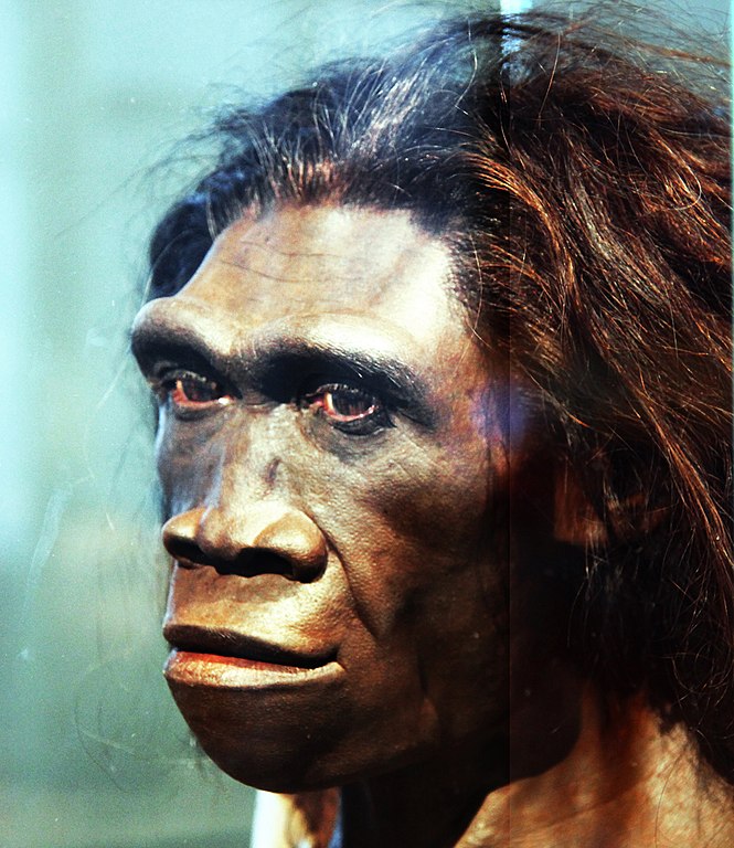 Homo erectus donna