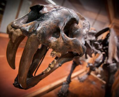 L’ospite americano: da Rancho La Brea a Padova, la storia di uno scheletro di tigre dai denti a sciabola