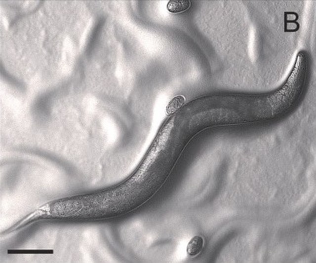 plasticità fenotipica nematode