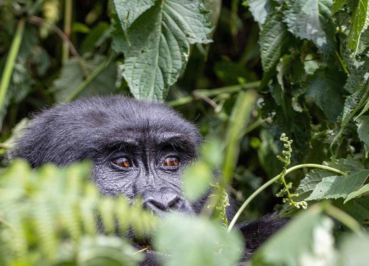 biodiversità gorilla