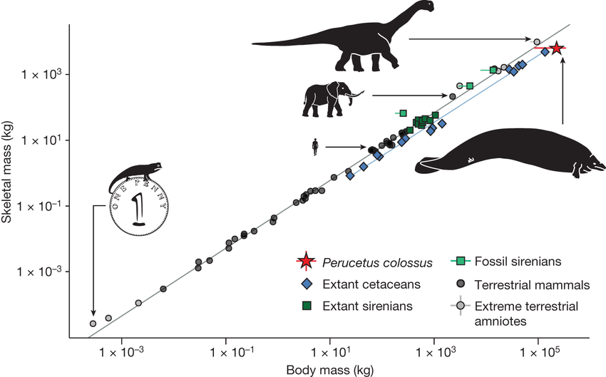 Scaling of the skeletal mass across amniotes body mass range Regressions based on