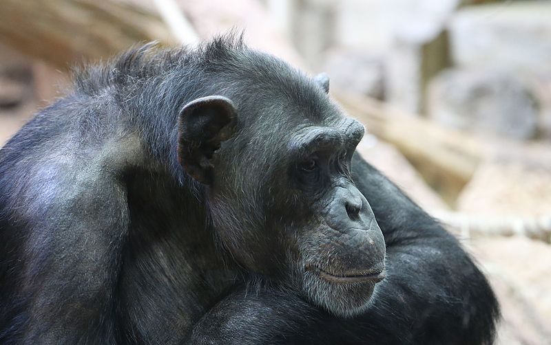 Schimpanse Pan troglodytes Zoo Augsburg 03