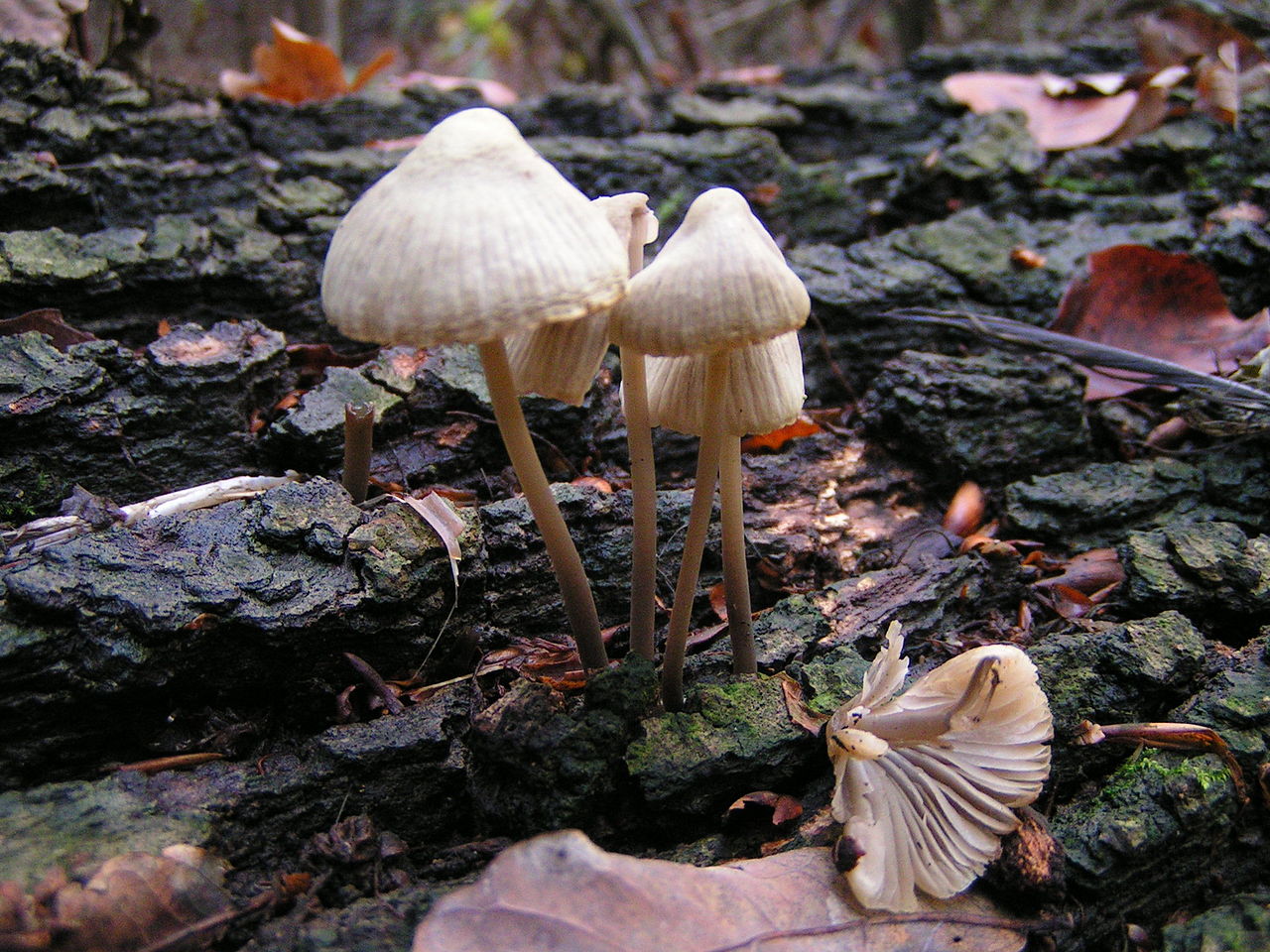 Mycena funghi