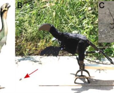 “Snida e acchiappa”: una nuova ipotesi sull’origine delle penne negli uccelli