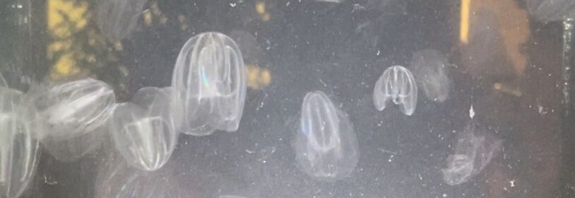 Mnemiopsis leidyi Noce di mare