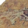 Un nuovo, minuscolo pesce osseo dal Triassico del Monte San Giorgio 