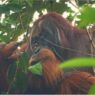 L’orango Rakus e le origini evolutive della cura delle ferite