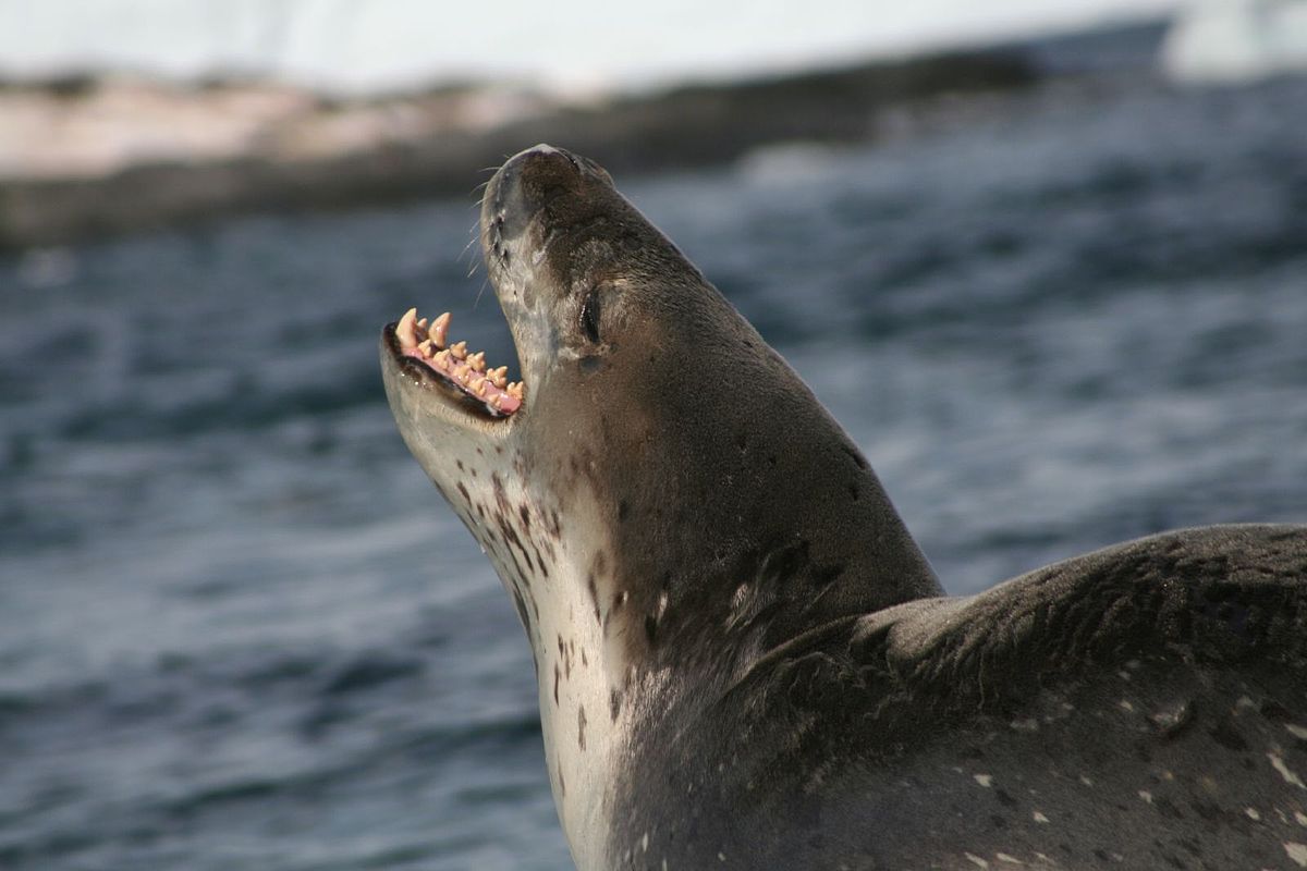 1200px Leopard Seal