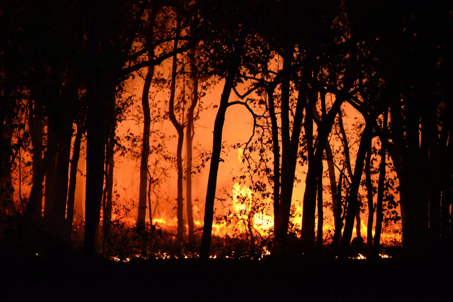 Foto di Deep Rajwar : https://www.pexels.com/it-it/foto/foresta-alberi-sagoma-fuoco-4621457/