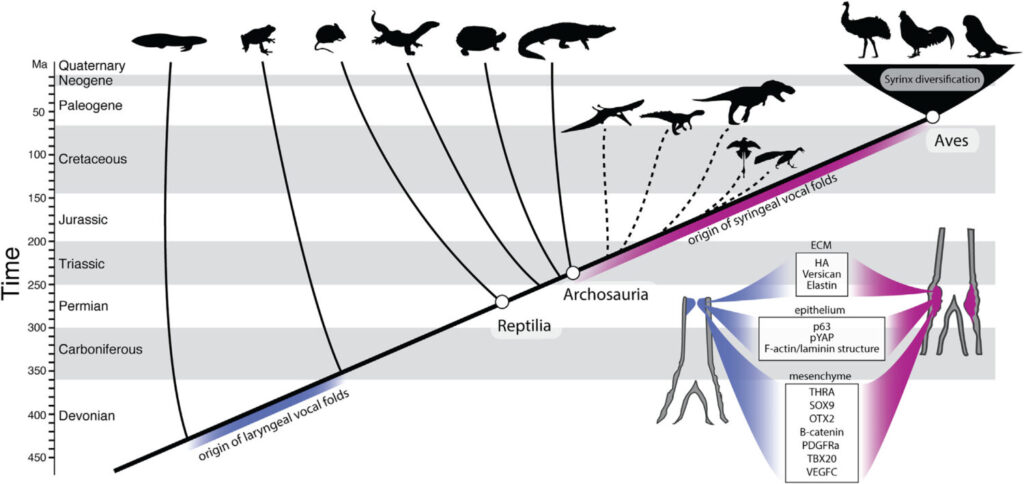 charlie longtine homology and the evolution of vocal