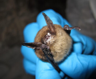 Meno pipistrelli, più rischi per i neonati? Il costo della perdita di biodiversità