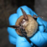 Meno pipistrelli, più rischi per i neonati? Il costo della perdita di biodiversità